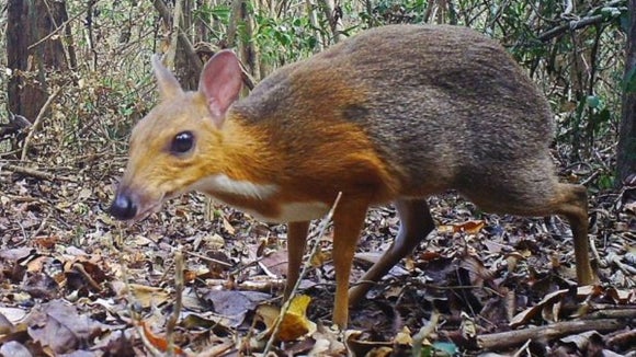 Rare-Mouse Deer Thought To Be Extinct Seen For The First Time In 30 Years - World Of Buzz
