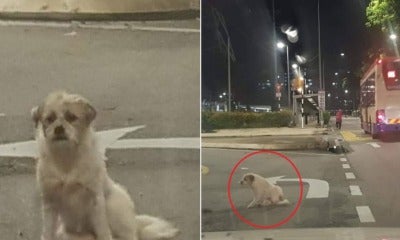 Sad Doggo Abandoned At Kl Road Still Waits Patiently For Owner To Come Back - World Of Buzz