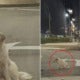 Sad Doggo Abandoned At Kl Road Still Waits Patiently For Owner To Come Back - World Of Buzz