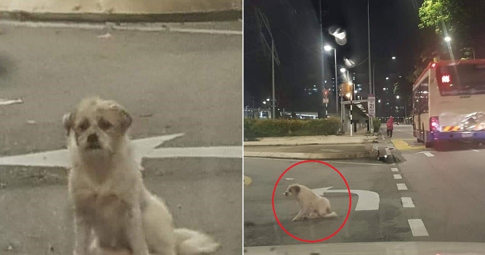 Sad Doggo Abandoned At Kl Road Still Waits Patiently For Owner To Come Back - World Of Buzz