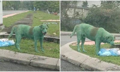 Stray Doggo In Subang Was Painted Green By Anonymous People, Netizens Outraged - World Of Buzz 1