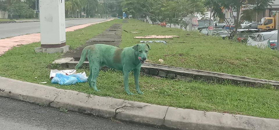Stray Doggo in Subang Was Painted Green By Anonymous People, Netizens Outraged - WORLD OF BUZZ 2