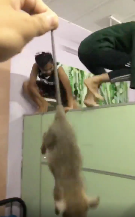 Students Went Full Parkour Because They Were Afraid Of A Mouse Teased By Their Dorm Mate - WORLD OF BUZZ 1
