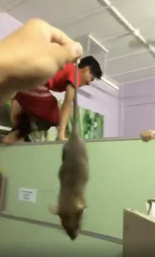 Students Went Full Parkour Because They Were Afraid Of A Mouse Teased By Their Dorm Mate - WORLD OF BUZZ 3