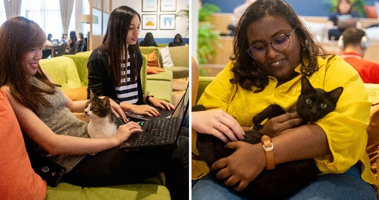 studies show having office pets reduce stress boost productivity so we actually tried it out world of buzz 3
