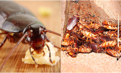 Survey: Singaporeans Are More Scared Of Cockroaches Than Death, Ghost And Loneliness - World Of Buzz 4