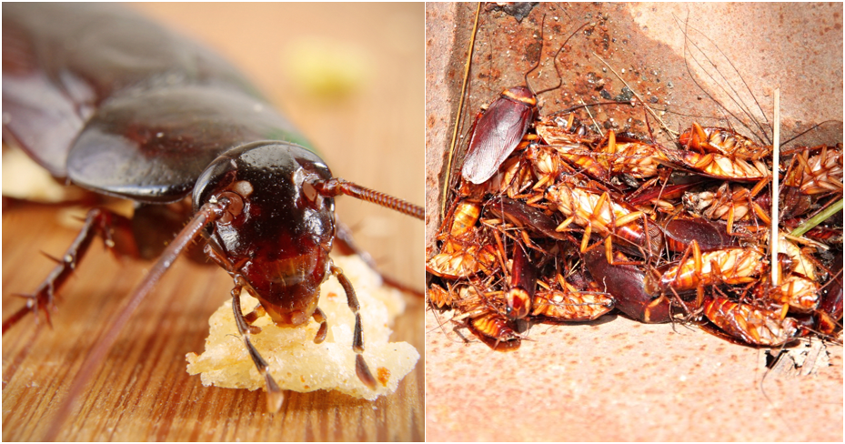 Survey: Singaporeans Are More Scared Of Cockroaches Than Death, Ghost And Loneliness - World Of Buzz 4