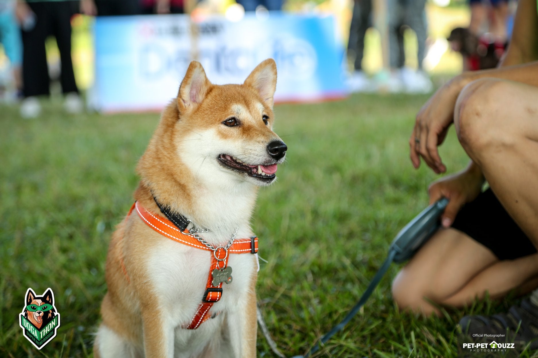 [Test] This Event In M'sia Has Over 700 Cute Doggos &Amp; Is Held In Conjunction With An Amazing Cause! - World Of Buzz 2
