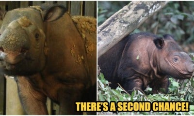 The Sumatran Rhino Species Will Most Probably Not Stay Extinct If This Technology Develops - World Of Buzz