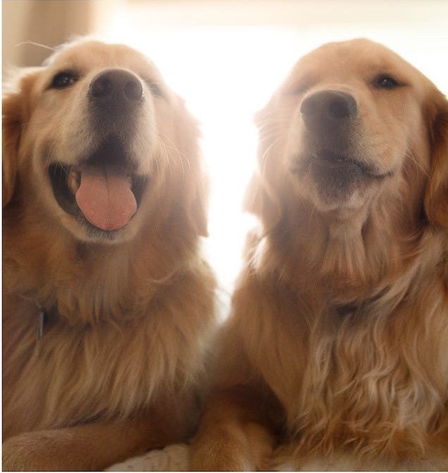 This Company Is Looking To Pay RM171,000 To Someone Who Can Look After Two Golden Retrievers In A Six Story Townhouse! - WORLD OF BUZZ 1