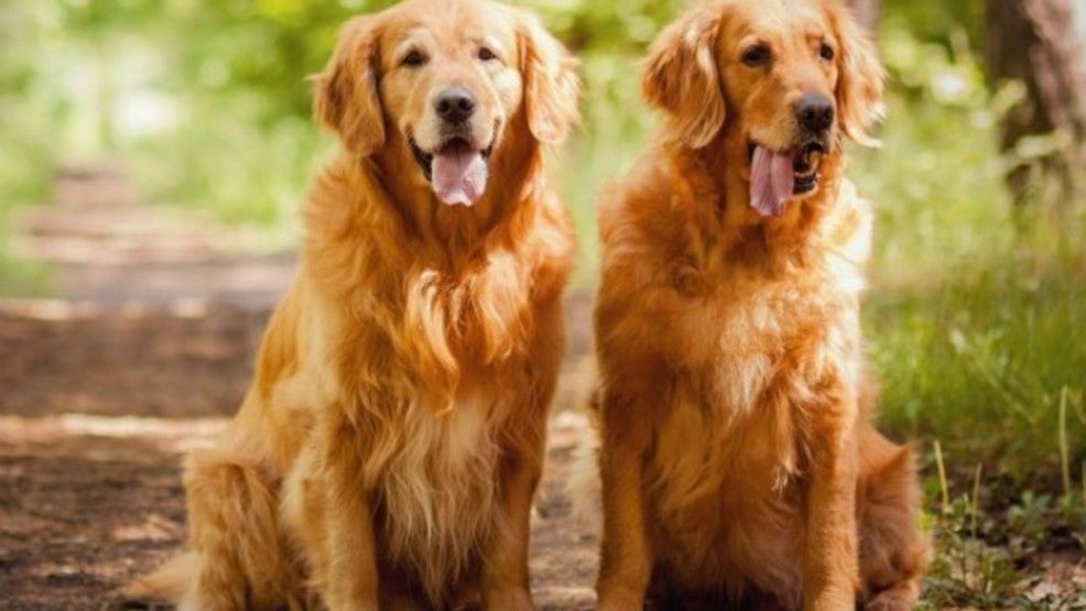 This Company Is Looking To Pay RM171,000 To Someone Who Can Look After Two Golden Retrievers In A Six Story Townhouse! - WORLD OF BUZZ 3
