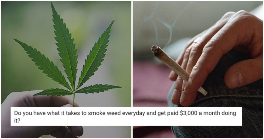 This Company Will Pay You RM150K A YEAR Just To Smoke Weed Erry'day - WORLD OF BUZZ