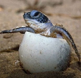 Turtle Eggs are not for sale bruh - WORLD OF BUZZ 2