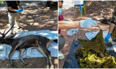 Underwear, Instant Noodles Packaging &Amp; Plastic Found In Stomach Of Wild Dead Deer - World Of Buzz 3