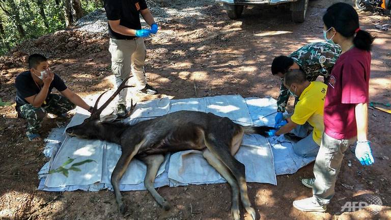 Underwear, Instant Noodles Packaging &Amp; Plastic Found In Stomach Of Wild Dead Deer - World Of Buzz