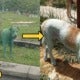 Update: The Green Dog Was Not Abused, He Only Rolled Over Green Powder At The Dumpsite - World Of Buzz 1