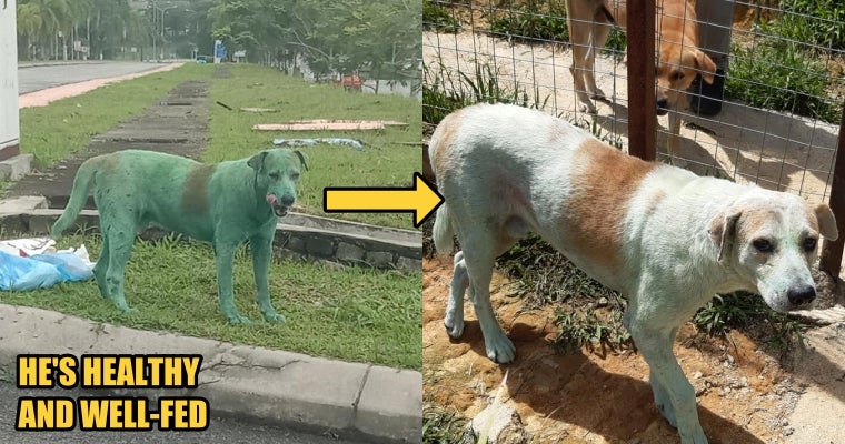 Update: The Green Dog Was Not Abused, He Only Rolled Over Green Powder At The Dumpsite - World Of Buzz 1