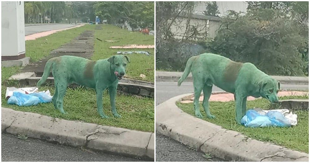 Update: The Green Dog was Not Abused, He Only Rolled Over Green Powder at The Dumpsite - WORLD OF BUZZ
