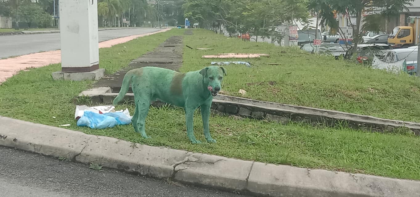 Update: The Green Doggo was Not Abused, He Only Rolled Over Some Green Powder at The Dumpsite - WORLD OF BUZZ 1