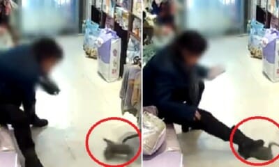 Video: Woman Brutally Throws &Amp; Steps On Kitten After Pet Shop Owner Refused To Give Her Refund - World Of Buzz 3