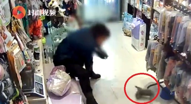 Video: Woman Brutally Throws &Amp; Steps On Kitten After Pet Shop Owner Refused To Give Her Refund - World Of Buzz