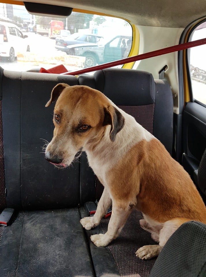 Viral MPSJ Doggo, Bruno Puchong Was Released, Now Looking For A Furever Home! - WORLD OF BUZZ 1