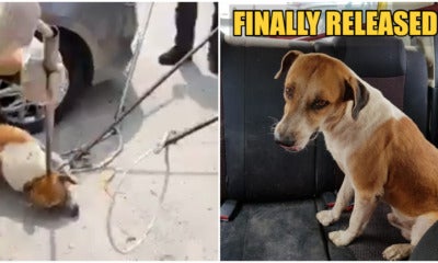 Viral Mpsj Doggo, Bruno Puchong Was Released, Now Looking For A Furever Home! - World Of Buzz