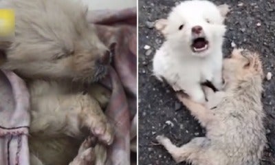 Watch: Abandoned Little Puppy Cries For Help While Refusing To Leave Dead Buddy'S Side - World Of Buzz 2