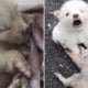 Watch: Abandoned Little Puppy Cries For Help While Refusing To Leave Dead Buddy'S Side - World Of Buzz 2