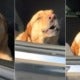 Watch: &Quot;Are You Drunk?&Quot; 'High' Doggo Has The Time Of His Life, Ignores Owner &Amp; Lets Out Long Howls - World Of Buzz