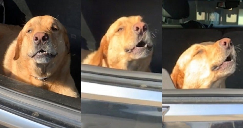 Watch: "Are you drunk?" 'High' Doggo Has The Time Of His Life, Ignores Owner & Lets Out Long Howls - WORLD OF BUZZ