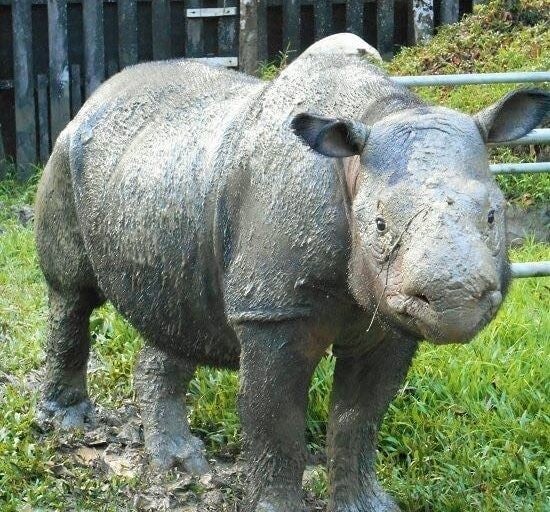 We're Losing Iman, Our Very Last Sumatran Rhinoceros at an Alarming Rate To Cancer - WORLD OF BUZZ