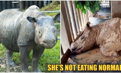 We'Re Losing Iman, Our Very Last Sumatran Rhinoceros To Cancer - World Of Buzz
