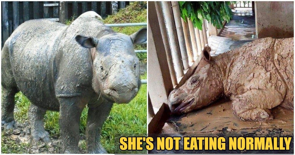 We're Losing Iman, Our Very Last Sumatran Rhinoceros To Cancer - WORLD OF BUZZ