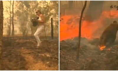 Woman Risked Her Life Saving A Koala Bear From Burning To Death In Raging Bushfire - World Of Buzz