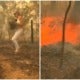 Woman Risked Her Life Saving A Koala Bear From Burning To Death In Raging Bushfire - World Of Buzz