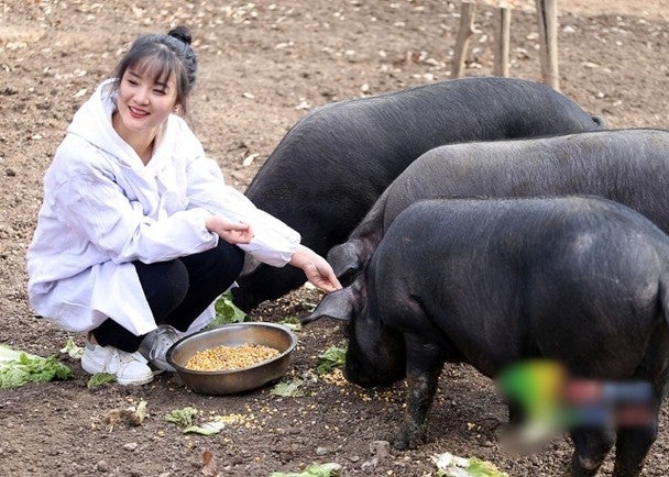 Worried Father Promises Minimum of 300 Pigs To Anyone Who Marries His Daughter - WORLD OF BUZZ 1