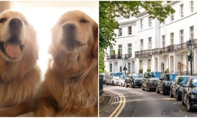You Can Get Paid Rm171,000 To Look After 2 Golden Retrievers Full Time In A 6-Storey Townhouse! - World Of Buzz