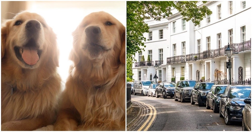 You Can Get Paid Rm171,000 To Look After 2 Golden Retrievers Full Time In A 6-Storey Townhouse! - World Of Buzz