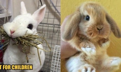 5 Common Rabbit Myths And Misconceptions Busted: Read This Before Adopting One - World Of Buzz
