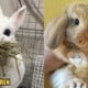 5 Common Rabbit Myths And Misconceptions Busted: Read This Before Adopting One - World Of Buzz