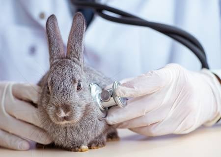 5 Common Rabbit Myths Busted: Read This Before Adopting One - WORLD OF BUZZ 2