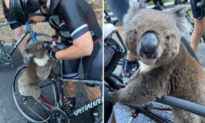 Severely Dehydrated Koala Chases After Cyclist To Ask For Some Water - World Of Buzz