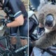 Severely Dehydrated Koala Chases After Cyclist To Ask For Some Water - World Of Buzz