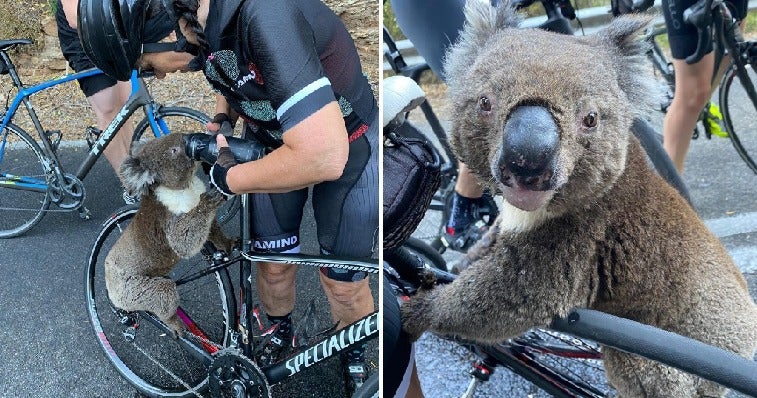 Severely Dehydrated Koala Chases After Cyclist To Ask For Some Water - WORLD OF BUZZ