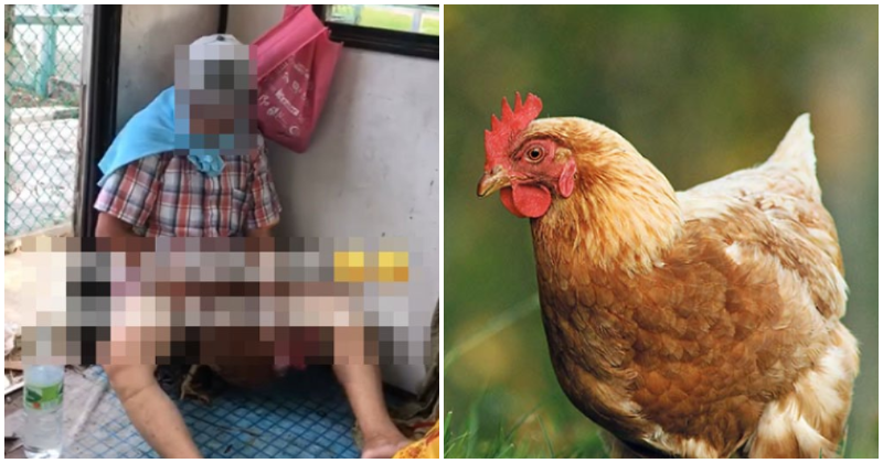 Old Kedah Man Rapes Poor, Helpless Chicken - WORLD OF BUZZ