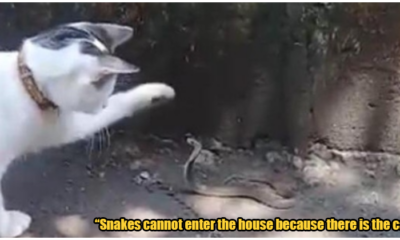 Village Cat Protects His Family'S Home From Snakes, Fights &Amp; Killed Venomous Cobras - World Of Buzz