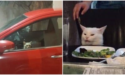 Adorable M'Sian Kitty Gets Trapped In Neighbour'S Car, Turns On Hazard Lights To Attract Attention - World Of Buzz