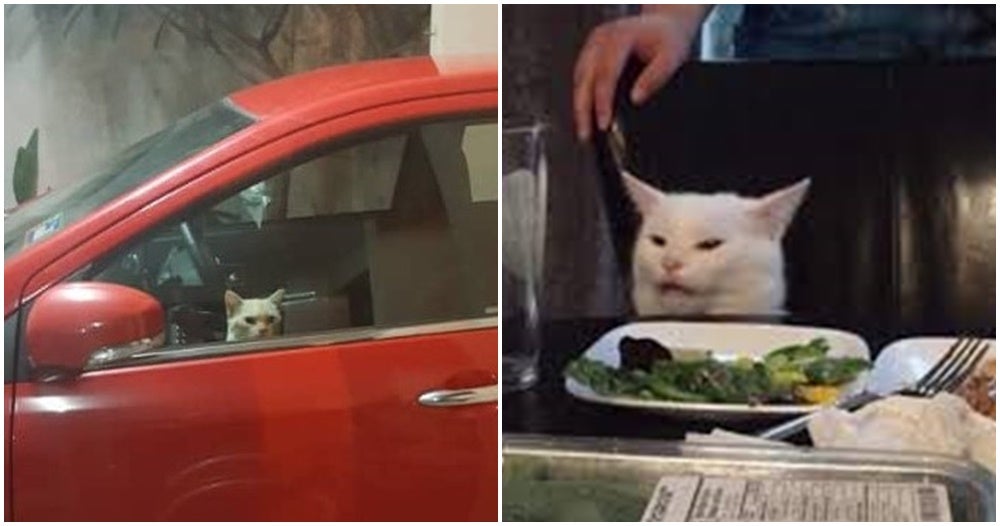 Adorable M'sian Kitty Gets Trapped In Neighbour's Car, Turns On Hazard Lights To Attract Attention - WORLD OF BUZZ
