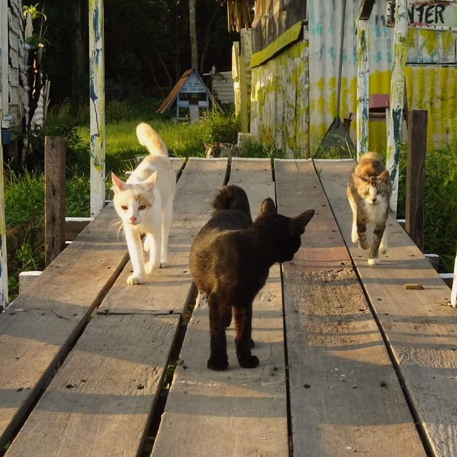Calling All Cat Lovers! We Found Out That There Is A Meow Island In Pahang - WORLD OF BUZZ 12